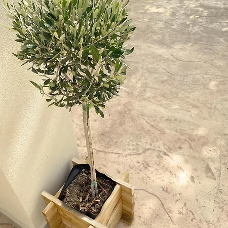 Mareleon Lejlighedshotel